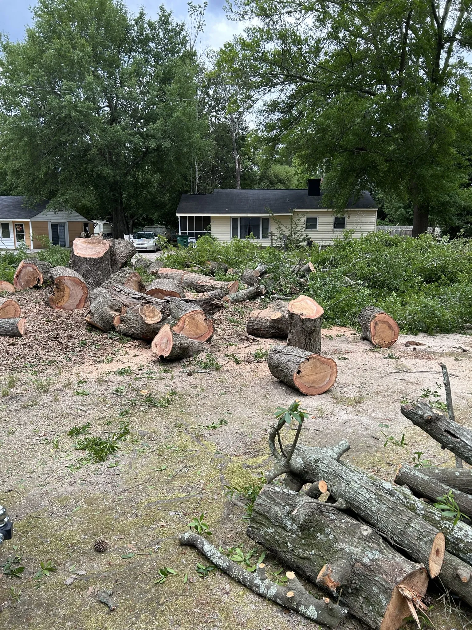 Cut tree logs piled in a front yard